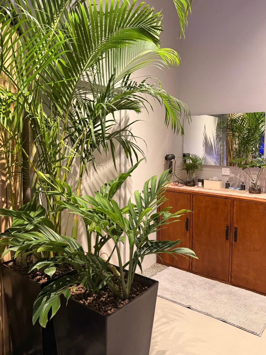 The vanity area, plants against a soft-lit wall